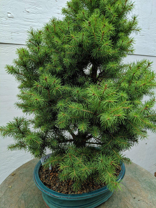 22 Year Old Dwarf Alberta Spruce Specimen Christmas Bonsai Tree Back