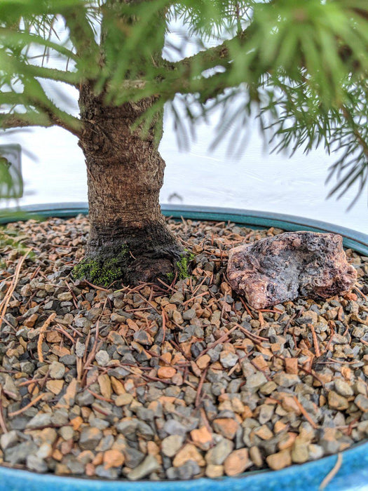 22 Year Old Dwarf Alberta Spruce Specimen Christmas Bonsai Tree Bark