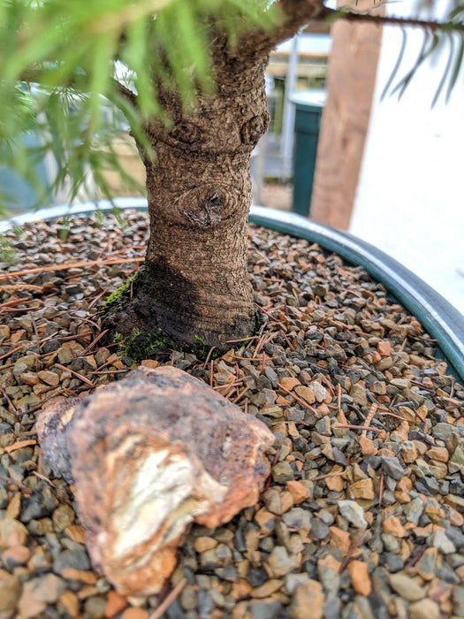 22 Year Old Dwarf Alberta Spruce Specimen Christmas Bonsai Tree Trunk