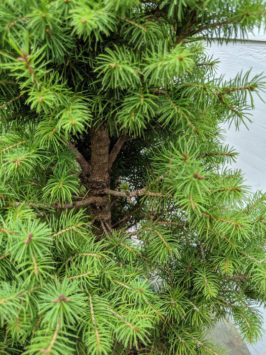 22 Year Old Dwarf Alberta Spruce Specimen Christmas Bonsai Tree Back Close