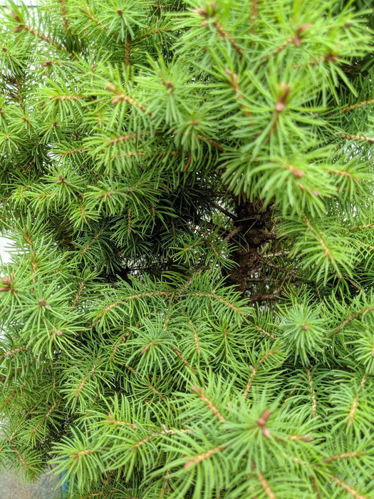 22 Year Old Dwarf Alberta Spruce Specimen Christmas Bonsai Tree Needles