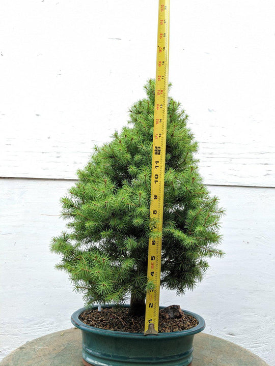 bonsai christmas tree 22 Year Old Dwarf Alberta Spruce Specimen Christmas Bonsai Tree