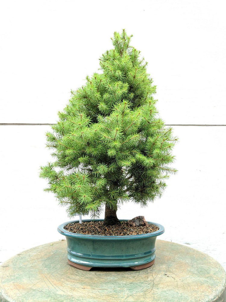 22 Year Old Dwarf Alberta Spruce Specimen Christmas Bonsai Tree Profile