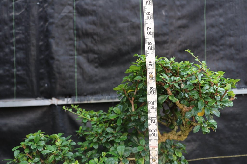 22 Year Old Flowering Fukien Tea Specimen Bonsai Tree Height