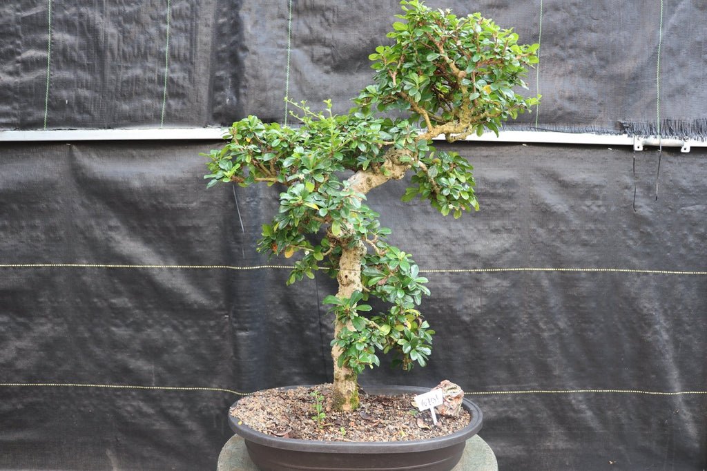 22 Year Old Flowering Fukien Tea Specimen Bonsai Tree Profile