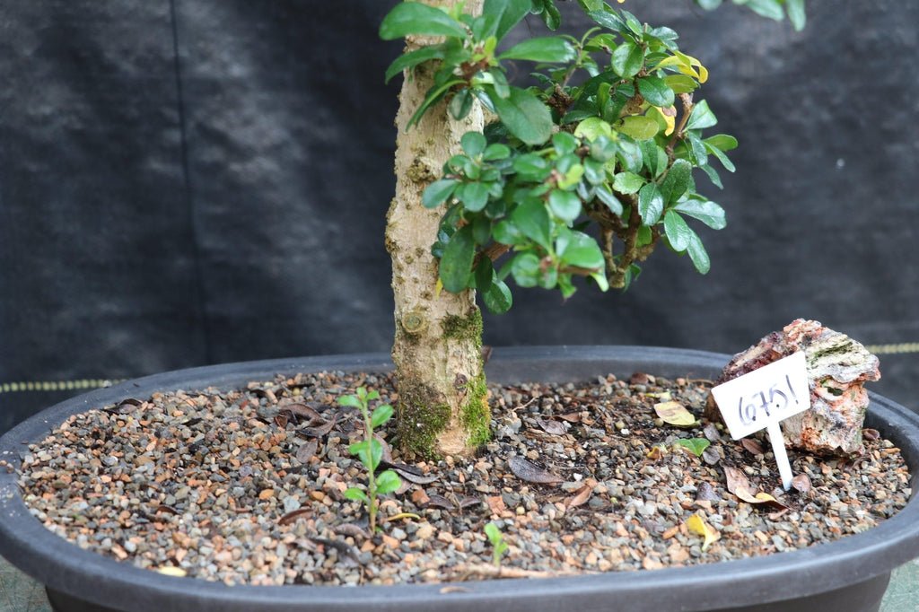 22 Year Old Flowering Fukien Tea Specimen Bonsai Tree Bark