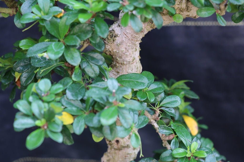 22 Year Old Flowering Fukien Tea Specimen Bonsai Tree Branches