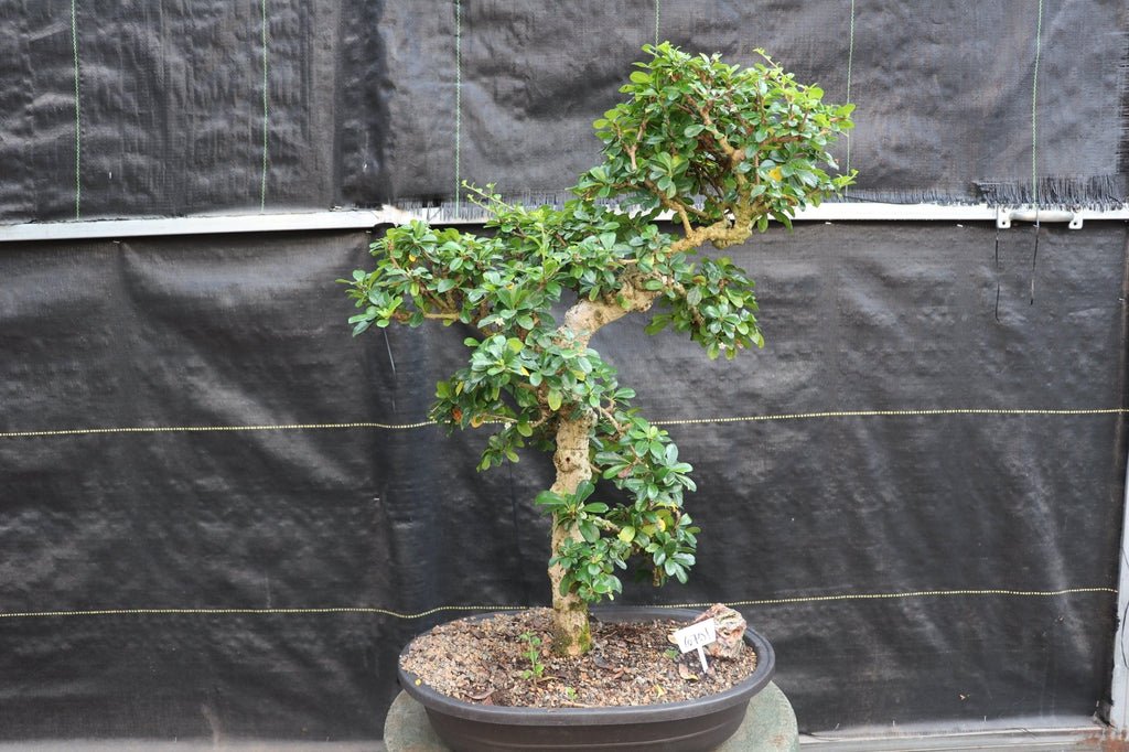 22 Year Old Flowering Fukien Tea Specimen Bonsai Tree