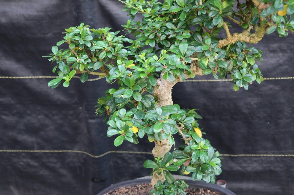 22 Year Old Flowering Fukien Tea Specimen Bonsai Tree Side