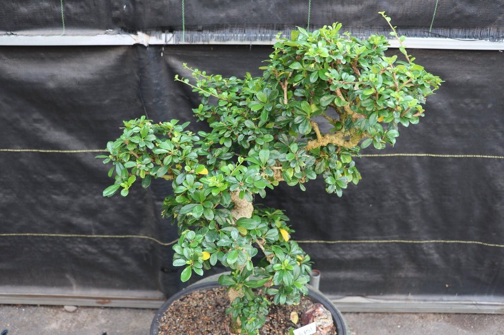 22 Year Old Flowering Fukien Tea Specimen Bonsai Tree Canopy