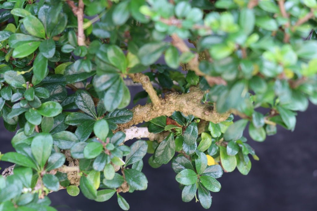 22 Year Old Flowering Fukien Tea Specimen Bonsai Tree Leaves