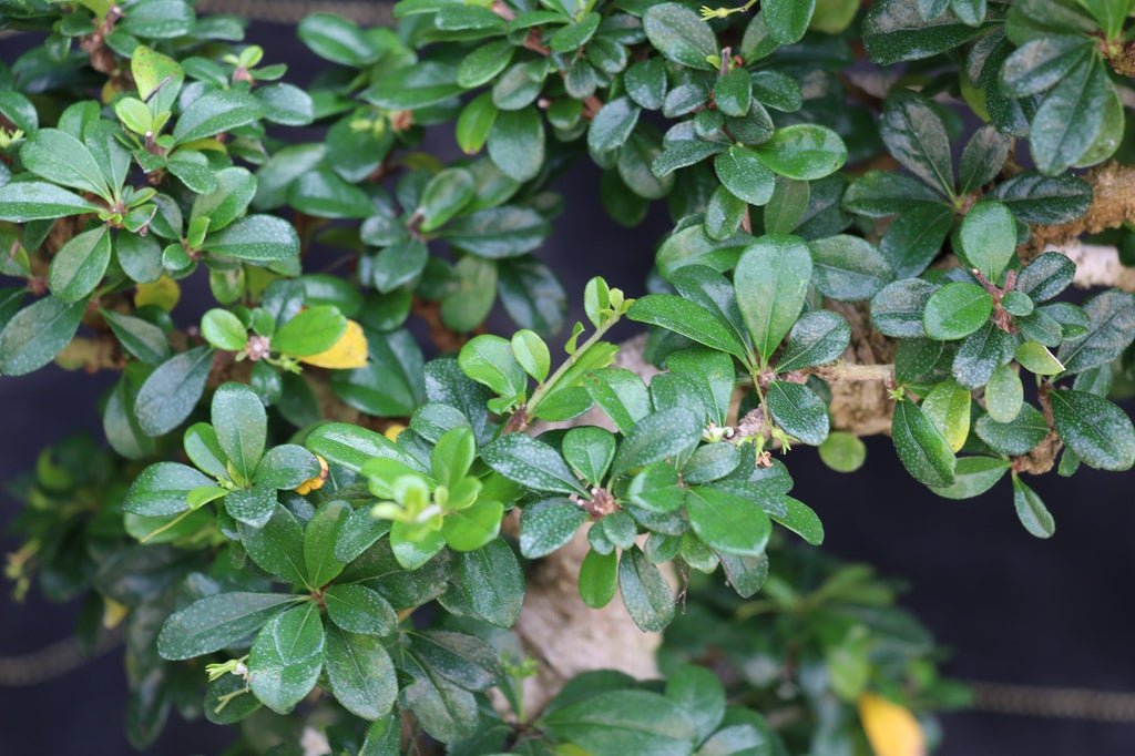 22 Year Old Flowering Fukien Tea Specimen Bonsai Tree Foliage