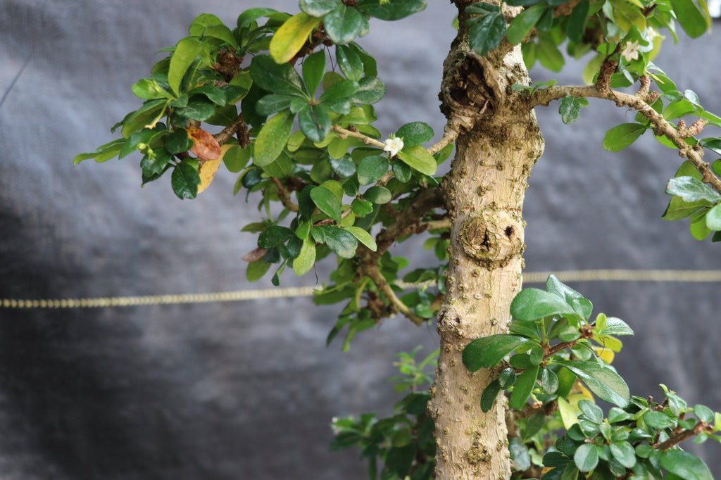 22 Year Old Flowering Fukien Tea Specimen Bonsai Tree Trunk