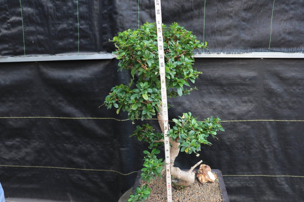 22 Year Old Flowering Fukien Tea Specimen Bonsai Tree Size