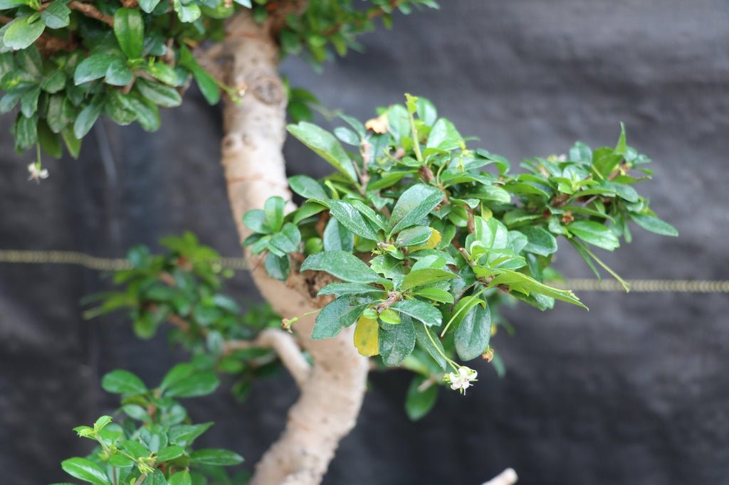 22 Year Old Flowering Fukien Tea Specimen Bonsai Tree Shape