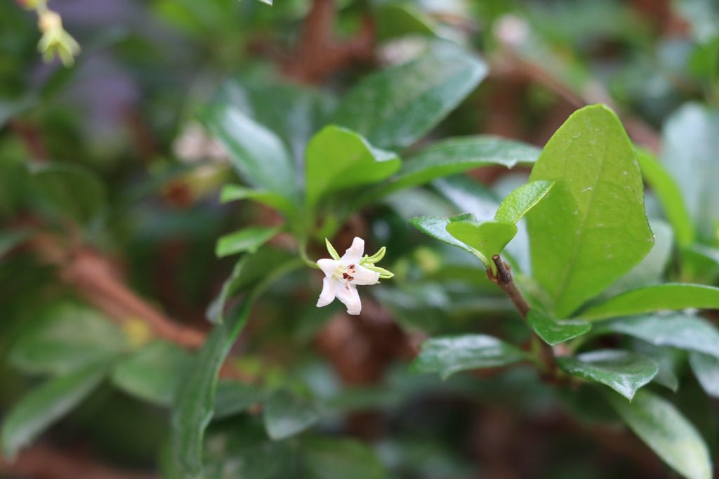 22 Year Old Flowering Fukien Tea Specimen Bonsai Tree Flower