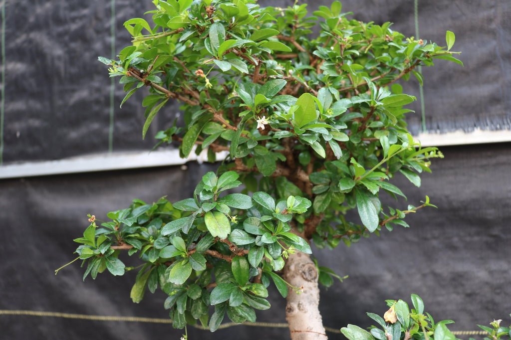 22 Year Old Flowering Fukien Tea Specimen Bonsai Tree Leaves