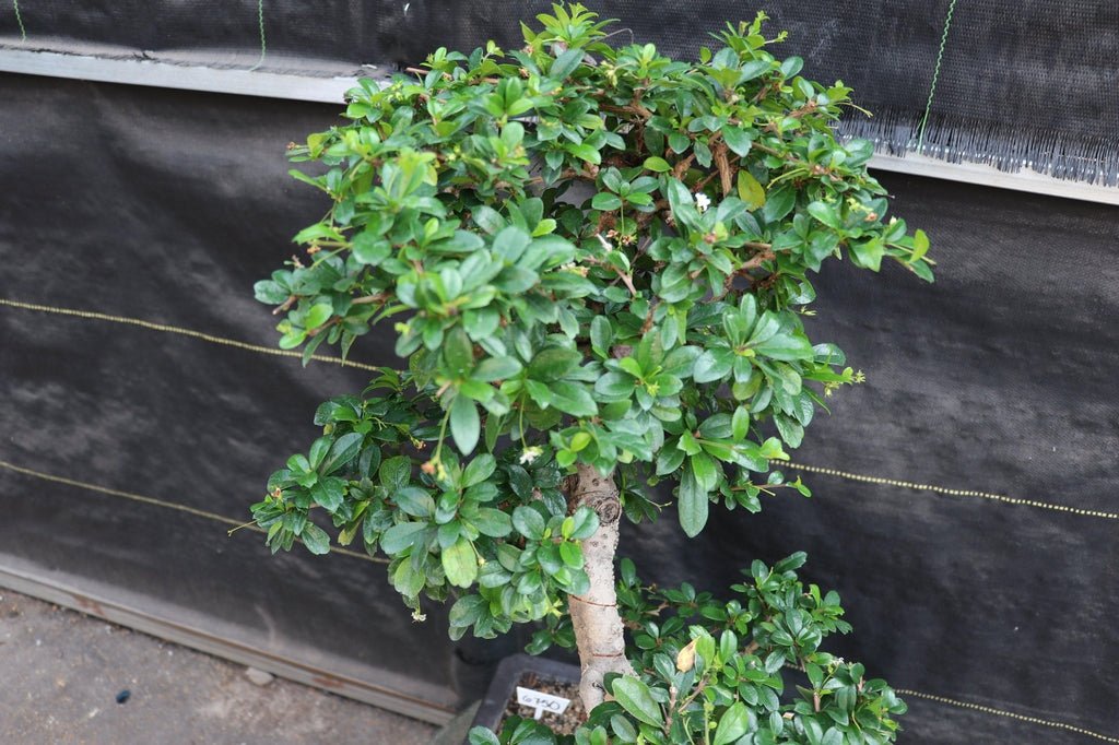 22 Year Old Flowering Fukien Tea Specimen Bonsai Tree Canopy