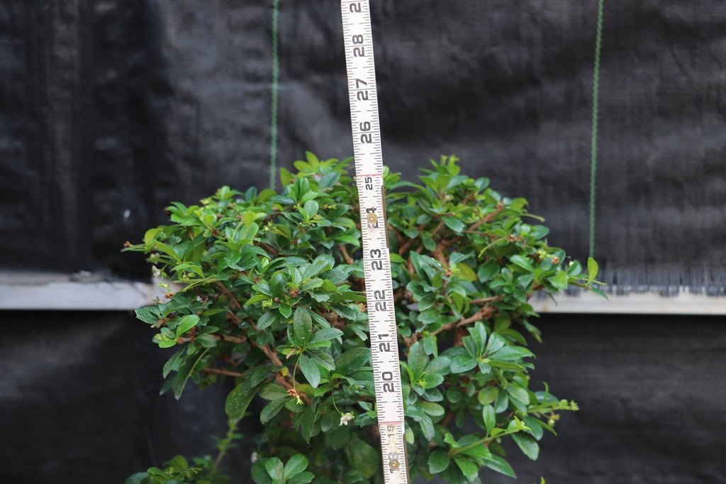 22 Year Old Flowering Fukien Tea Specimen Bonsai Tree Height