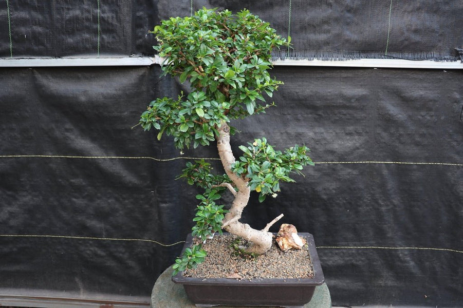 22 Year Old Flowering Fukien Tea Specimen Bonsai Tree