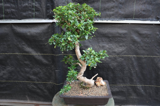 22 Year Old Flowering Fukien Tea Specimen Bonsai Tree - Curved Trunk Style