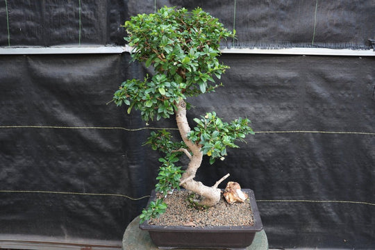 ftd flowers bonsai tree 22 Year Old Flowering Fukien Tea Specimen Bonsai Tree