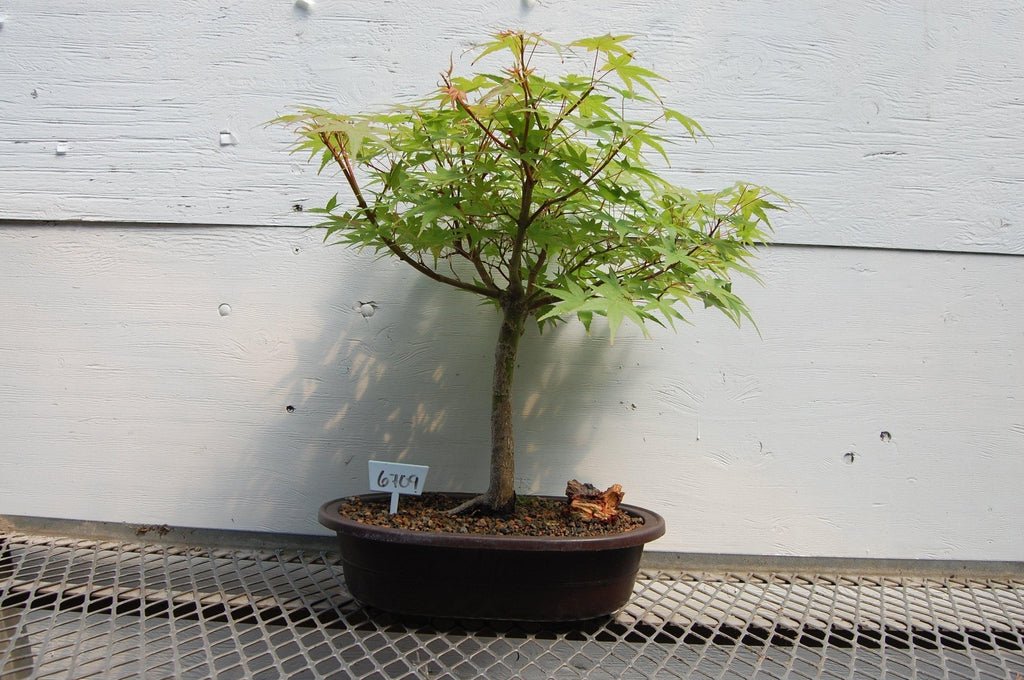 Japanese Maple Specimen Bonsai Tree Profile