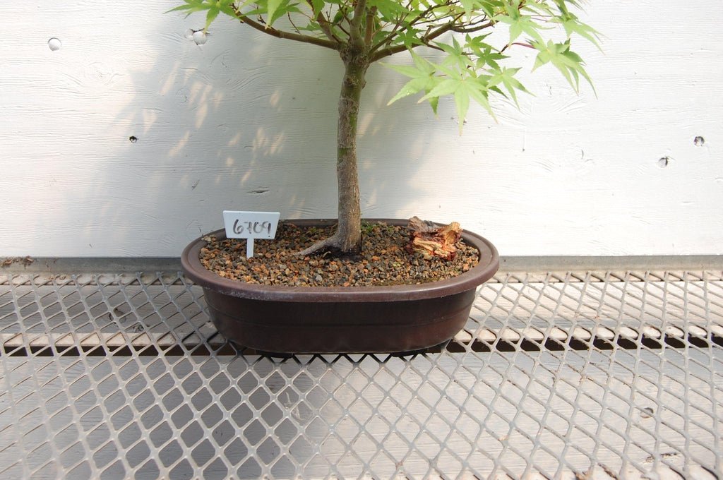 Japanese Maple Specimen Bonsai Tree Pot