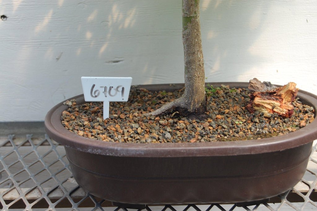 Japanese Maple Specimen Bonsai Tree Exposed Root