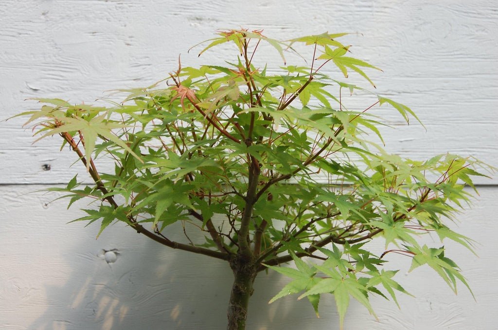 Japanese Maple Specimen Bonsai Tree Leaves