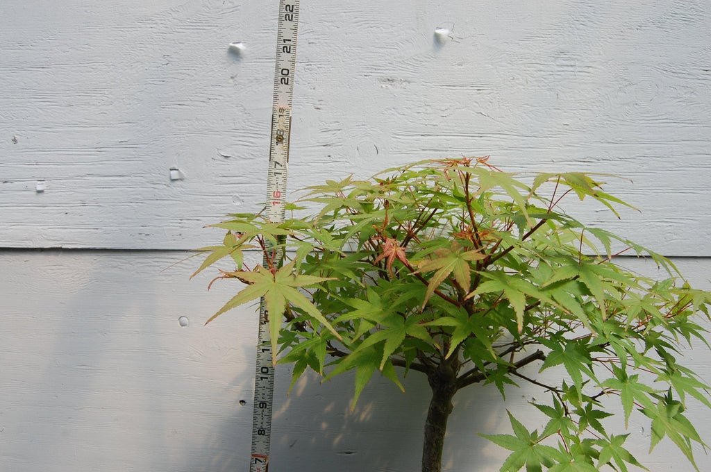 Japanese Maple Specimen Bonsai Tree Height