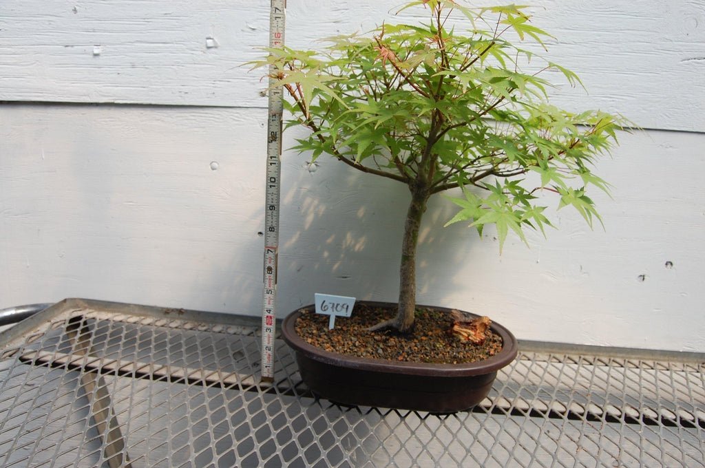 Japanese Maple Specimen Bonsai Tree Size