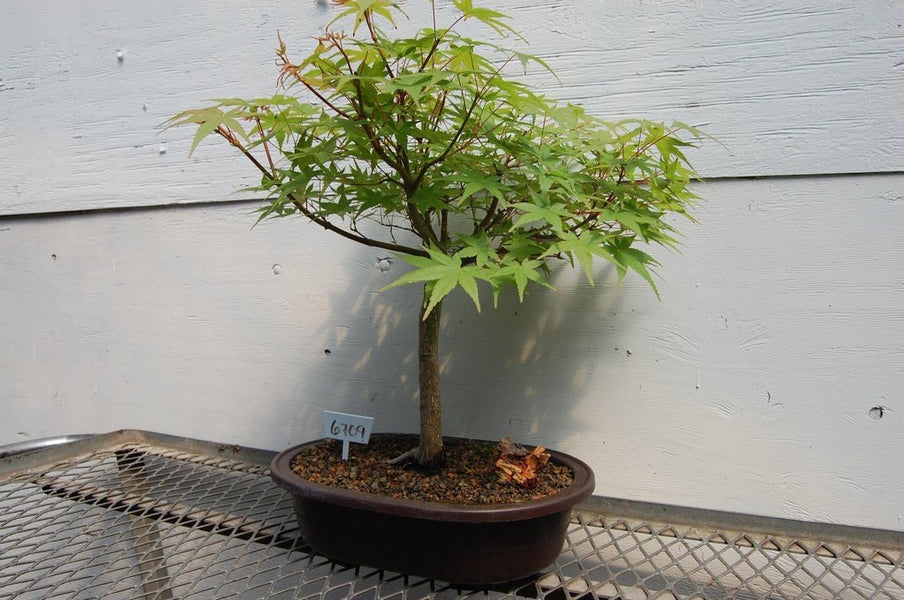 authentic japanese bonsai trees 22 Year Old Japanese Maple Specimen Bonsai Tree