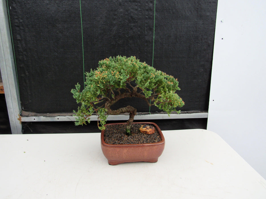 22 Year Old Juniper Specimen Bonsai Tree Profile