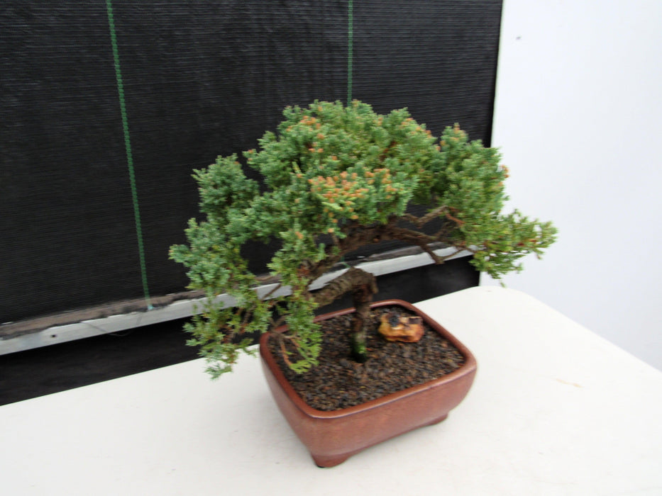 22 Year Old Juniper Specimen Bonsai Tree Side