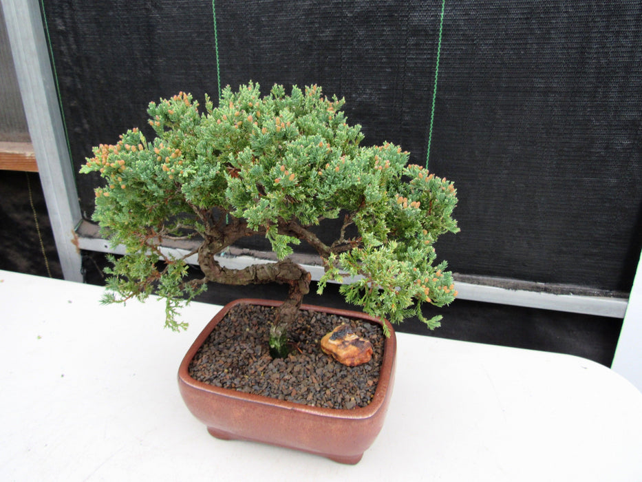 22 Year Old Juniper Specimen Bonsai Tree Strong Side