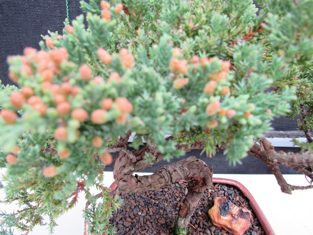 22 Year Old Juniper Specimen Bonsai Tree Foliage