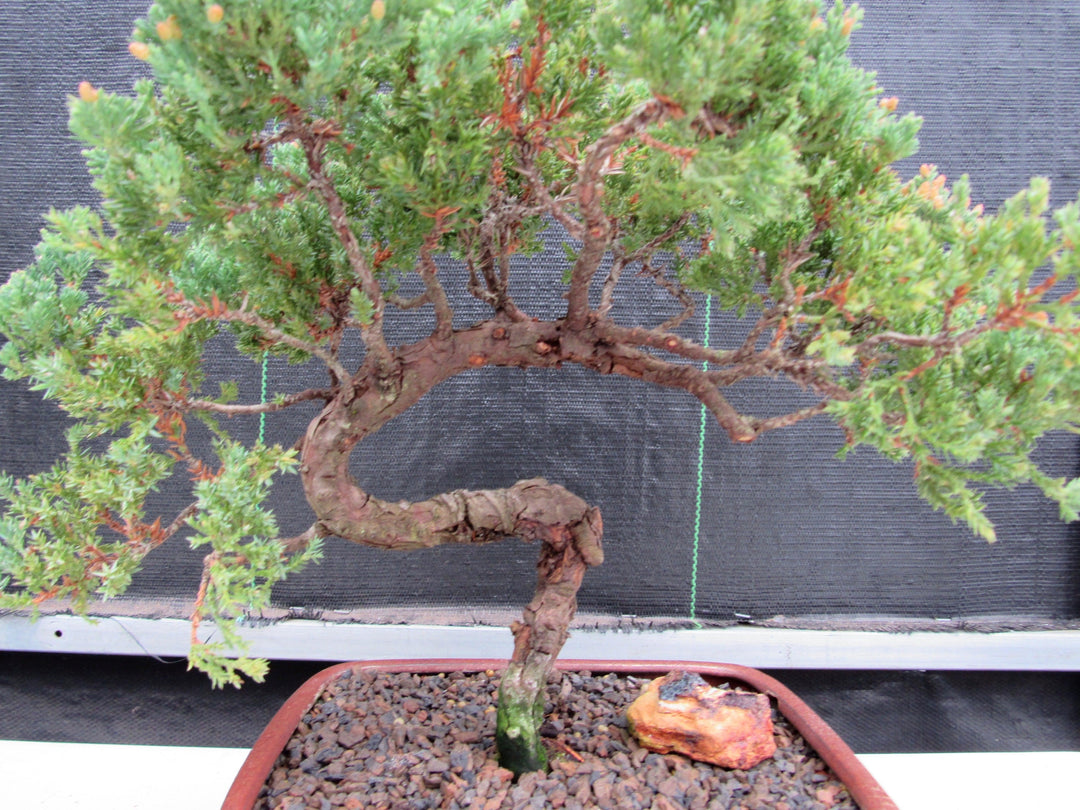 22 Year Old Juniper Specimen Bonsai Tree "S" Shape