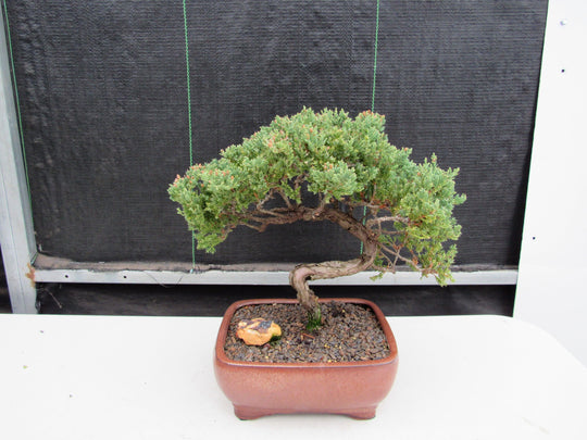 bonsai juniperus procumbens 22 Year Old Juniper Specimen Bonsai Tree