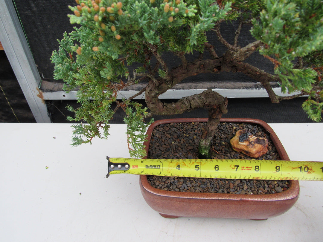 22 Year Old Juniper Specimen Bonsai Tree Width
