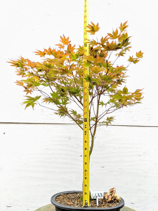 22 Year Old Rhode Island Red Japanese Red Maple Specimen Bonsai Tree Size