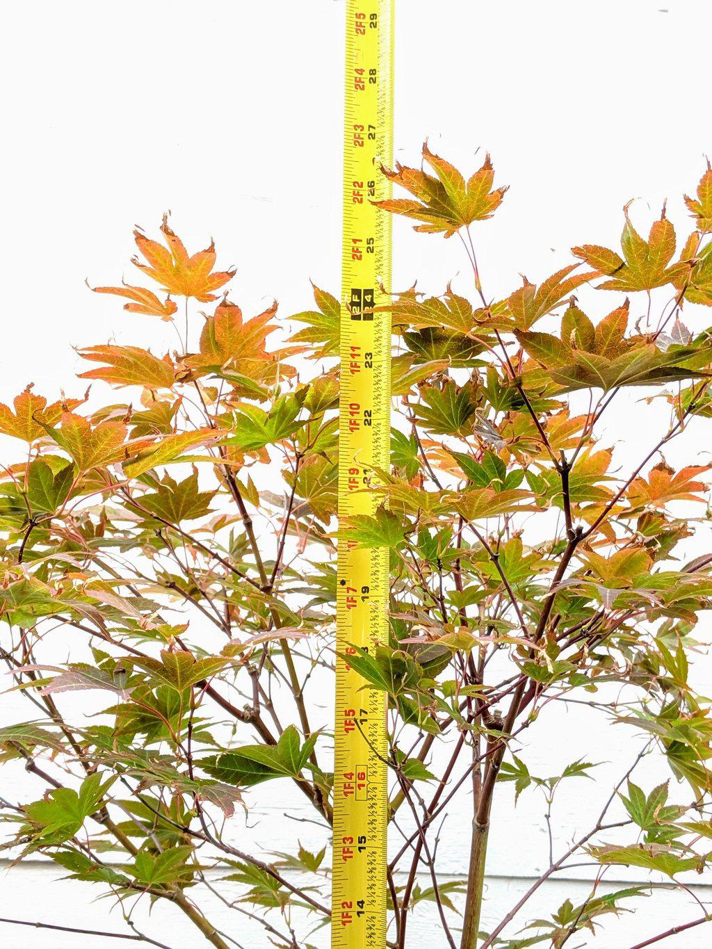 22 Year Old Rhode Island Red Japanese Red Maple Specimen Bonsai Tree Height