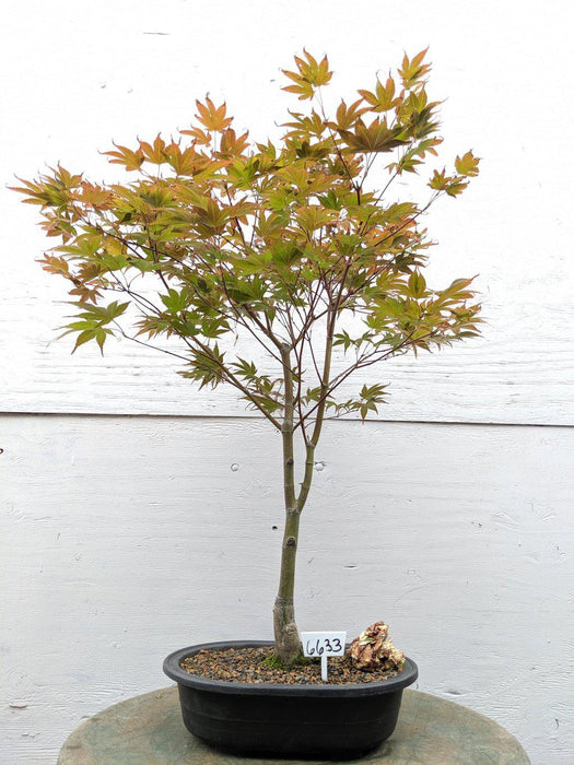 22 Year Old Rhode Island Red Japanese Red Maple Specimen Bonsai Tree Brighter Light