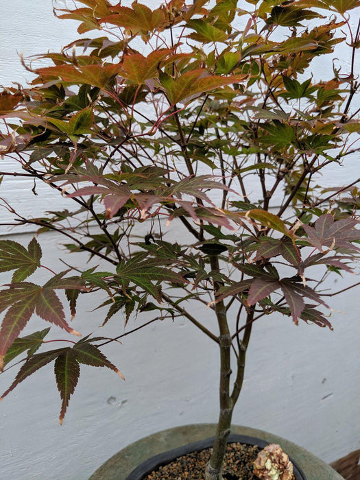 22 Year Old Rhode Island Red Japanese Red Maple Specimen Bonsai Tree Profile