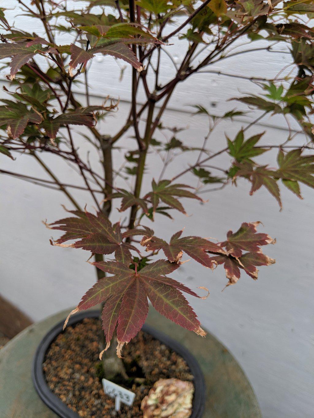 22 Year Old Rhode Island Red Japanese Red Maple Specimen Bonsai Tree Leaf