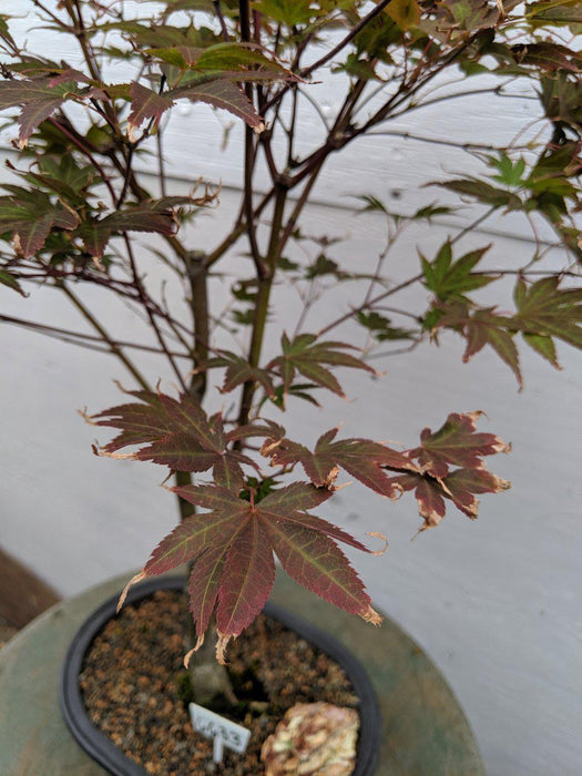 22 Year Old Rhode Island Red Japanese Red Maple Specimen Bonsai Tree Leaf