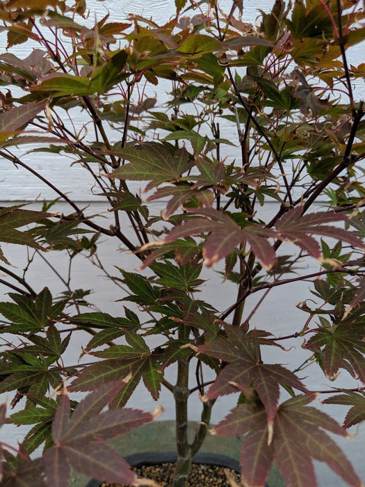 22 Year Old Rhode Island Red Japanese Red Maple Specimen Bonsai Tree Leaves