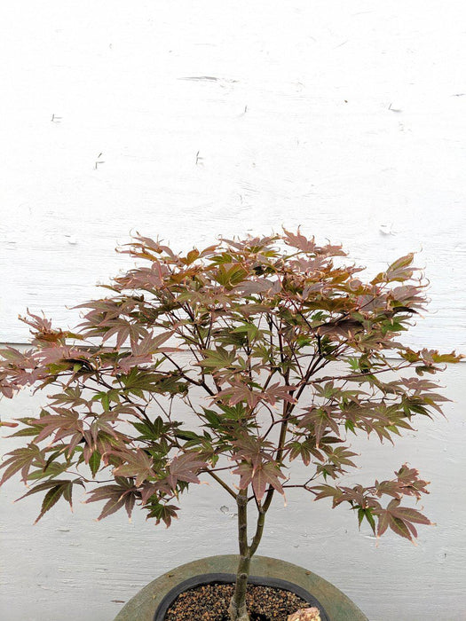 22 Year Old Rhode Island Red Japanese Red Maple Specimen Bonsai Tree Canopy