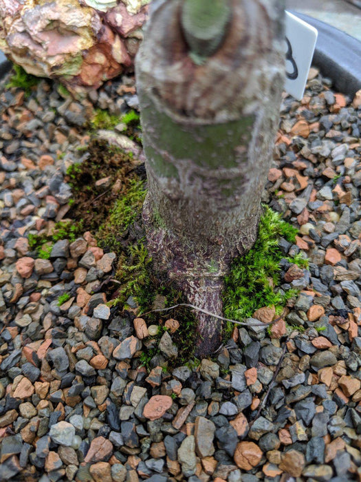 22 Year Old Rhode Island Red Japanese Red Maple Specimen Bonsai Tree Exposed Root