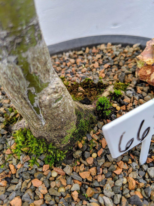 22 Year Old Rhode Island Red Japanese Red Maple Specimen Bonsai Tree Trunk Back